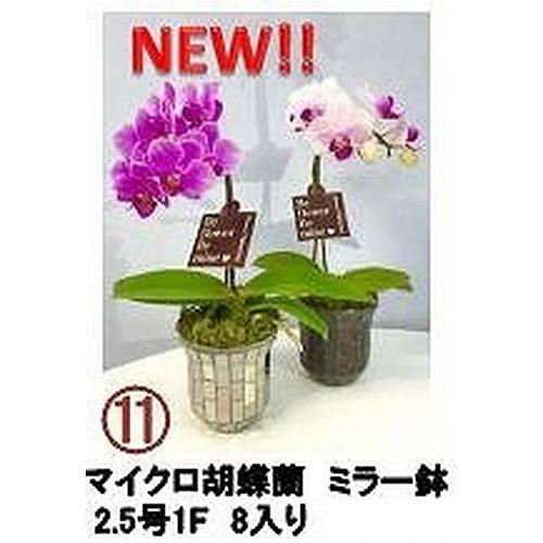 【産直】《11》(SHIINA)　マイクロ胡蝶蘭　ミラー鉢2.5号(1F)8鉢セット