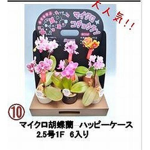 【産直】《10》(SHIINA)マイクロ胡蝶蘭ハッピーケース2.5号(1F)　6鉢セット