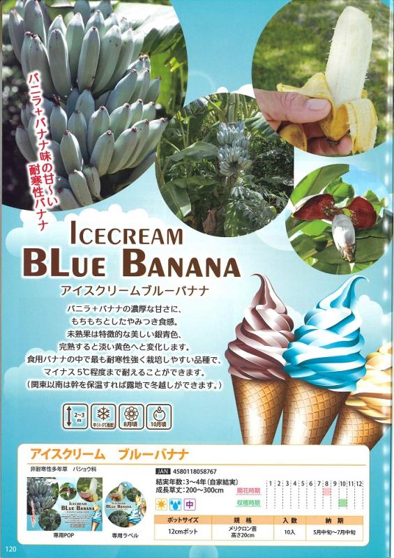 【産直】アイスクリーム　ブルーバナナ　4号10入り