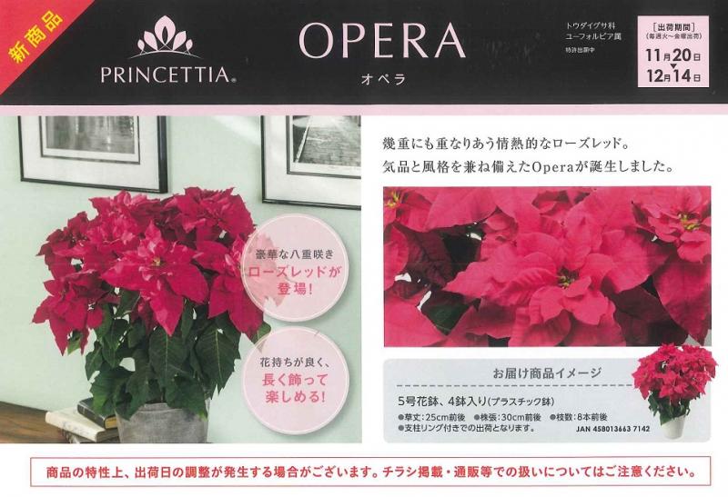 【産直】プリンセチア　オペラ　5号4ポットセット