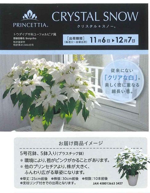 【産直】プリンセチア　クリスタルスノー　5号5ポットセット