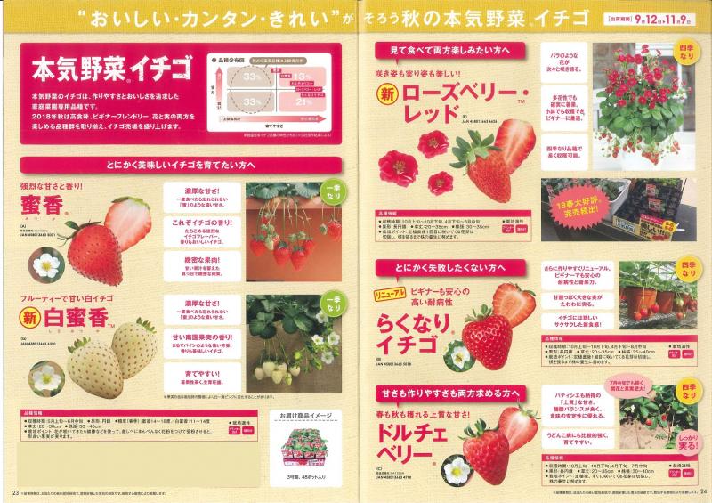 【産直】本気野菜　イチゴ　3号48ポットセット