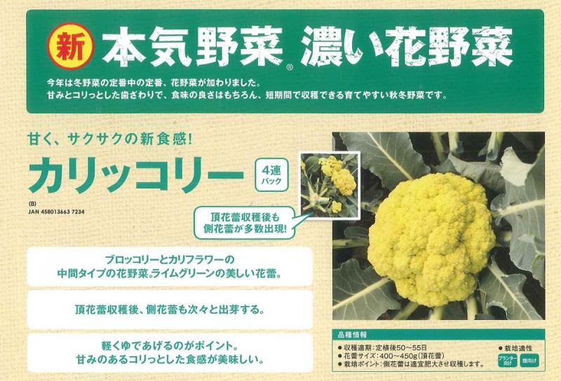 【産直】本気野菜　濃い花野菜　カリッコリー　2号4連48パックセット