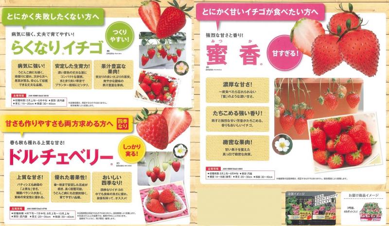 【産直】本気野菜　イチゴ　3号40ポットセット