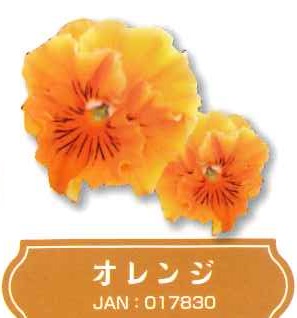 【産直】フリル咲きパンジー　オレンジ　3号28入り