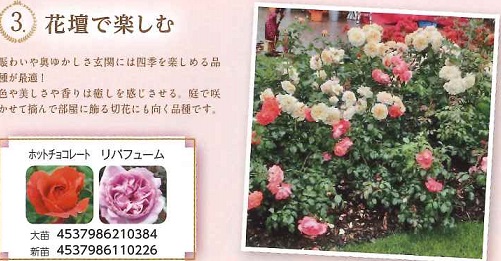 【産直】バラの花壇を楽しむ　2年大苗　4号24鉢セット　