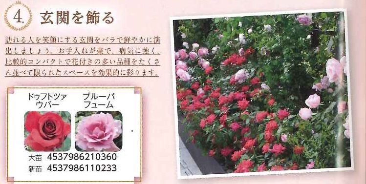 【産直】バラで玄関を飾る　2年大苗　4号24鉢セット
