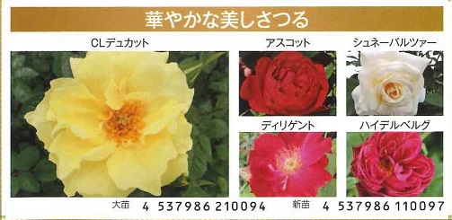 【産直】バラ　ロザリアンの憧れるつるバラ　2年大株ミックス　4号硬質ロングポット30入り