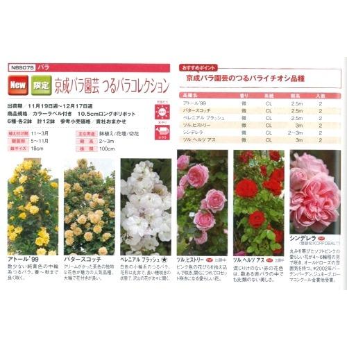 【産直】京成バラ園芸　つるバラ　コレクション　3.5号12鉢セット