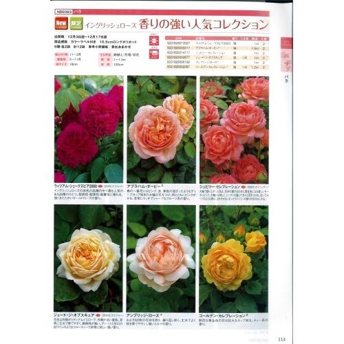 【産直】イングリッシュローズ　香りの強い人気コレクション　3.5号12鉢セット
