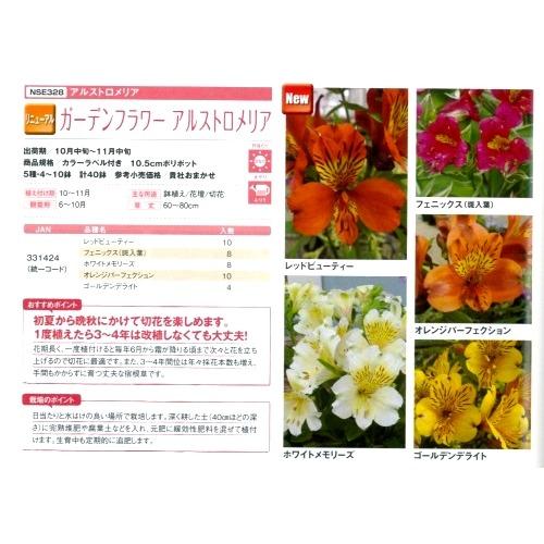 【産直】ガーデンフラワー　アルストロメリア　3.5号40鉢セット