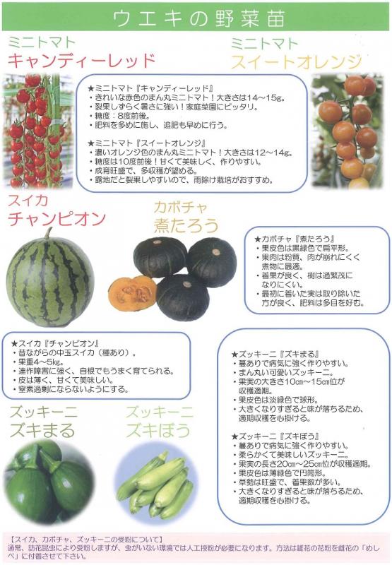 【産直】ウエキの野菜苗　6種類より2種セレクト　3.5号40ポット