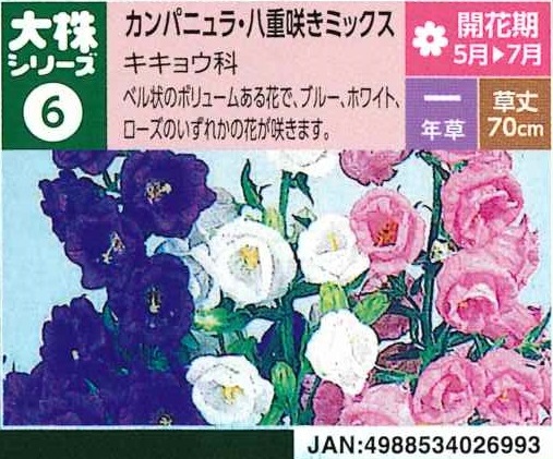 【産直】カンパニュラ　八重咲きミックス　3.5号ロング15入り