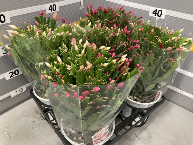 送料1/2】デンマークカクタス (3色植え) 5号5入り｜豊明卸問屋ドットコム