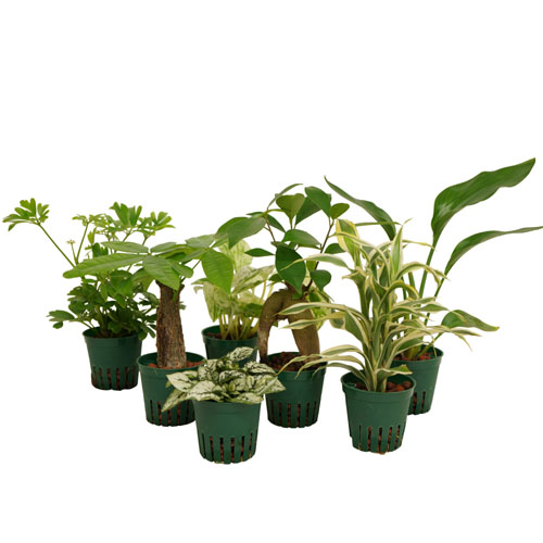 【産直】6パイ内容器植物(直径6cm鉢)　アソート　24ポットセット