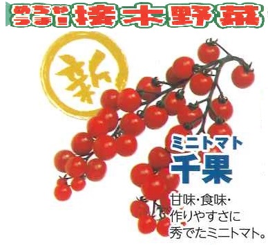 【産直】めちゃうま接木野菜　ミニトマト　千果　3.5号24入り