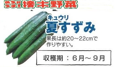 【産直】めちゃうま接木野菜　キュウリ　夏すずみ　3.5号24入り