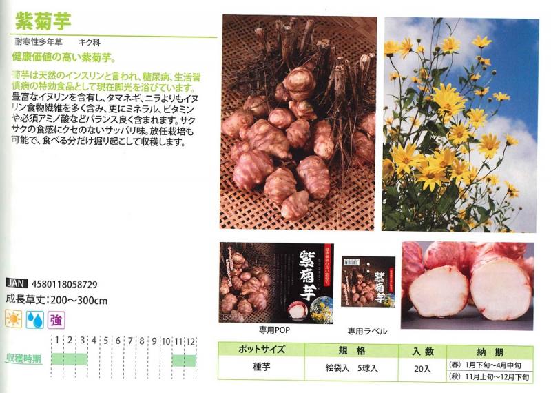 【産直】紫菊芋(種芋)　20入り